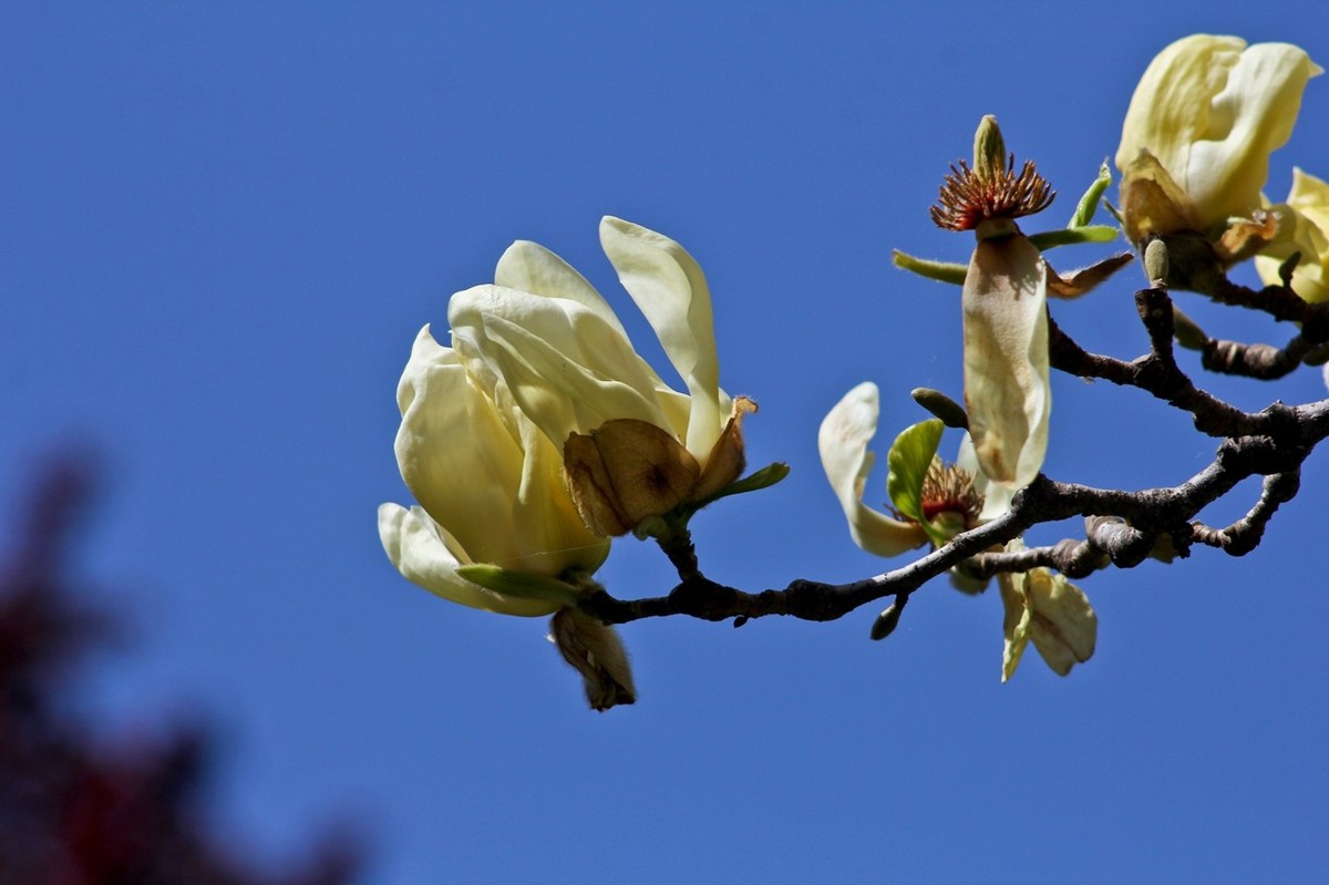 随拍——春之印象