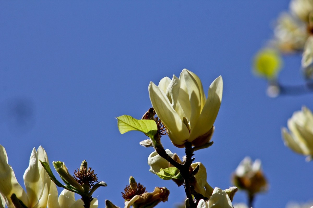 随拍——春之印象