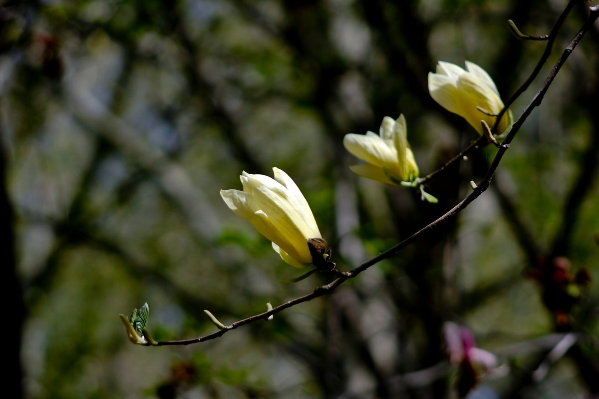 随拍——春之印象