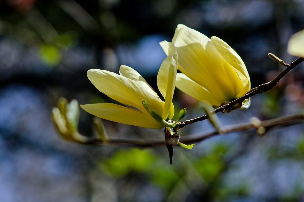 随拍——春之印象