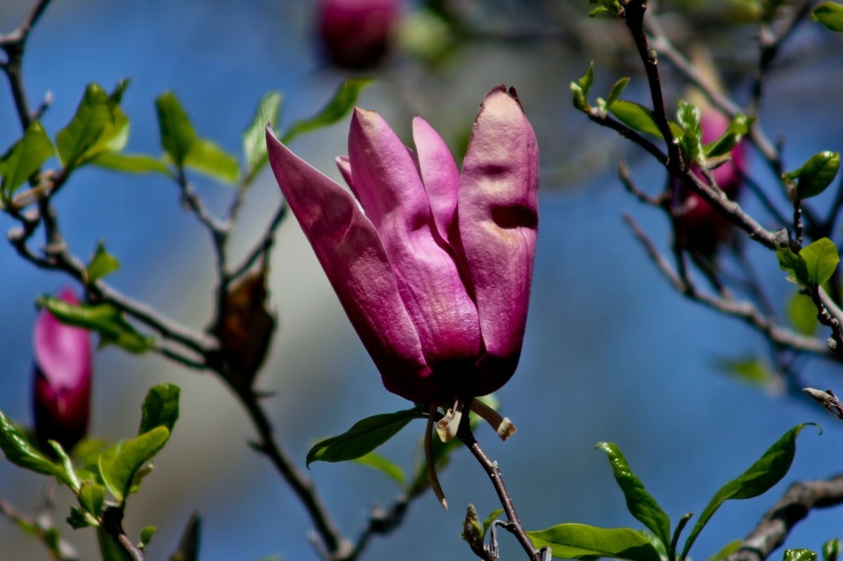 随拍——春之印象