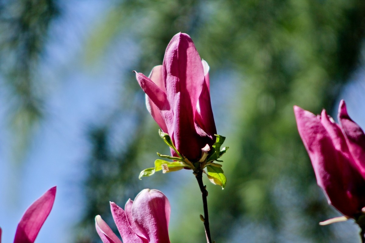 随拍——春之印象