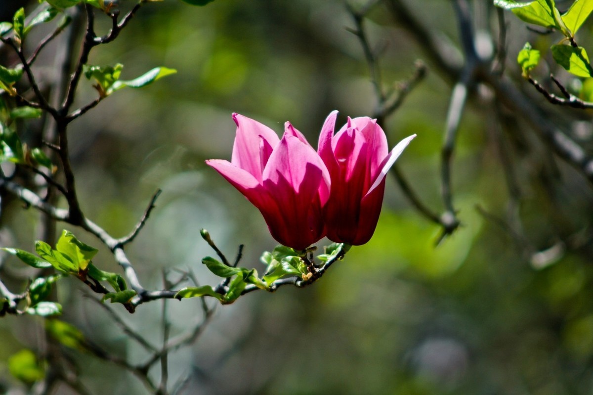 随拍——春之印象