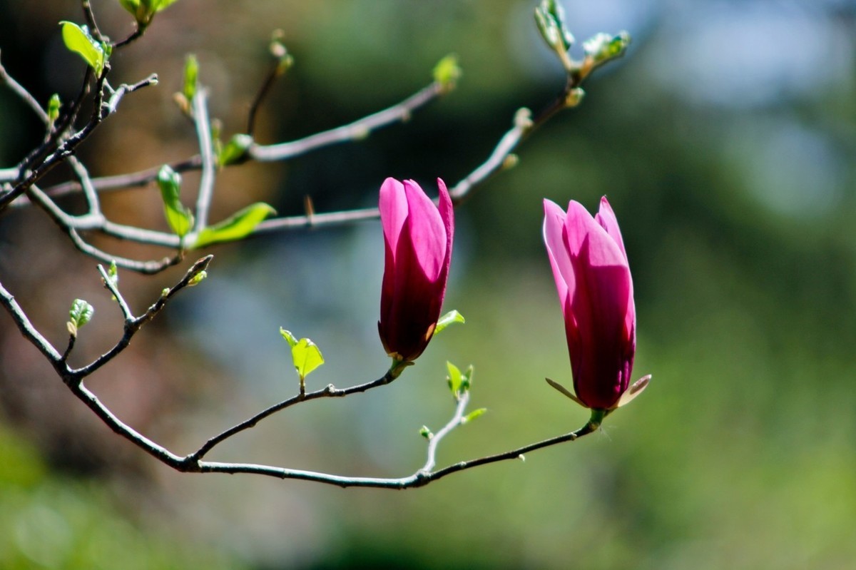 随拍——春之印象