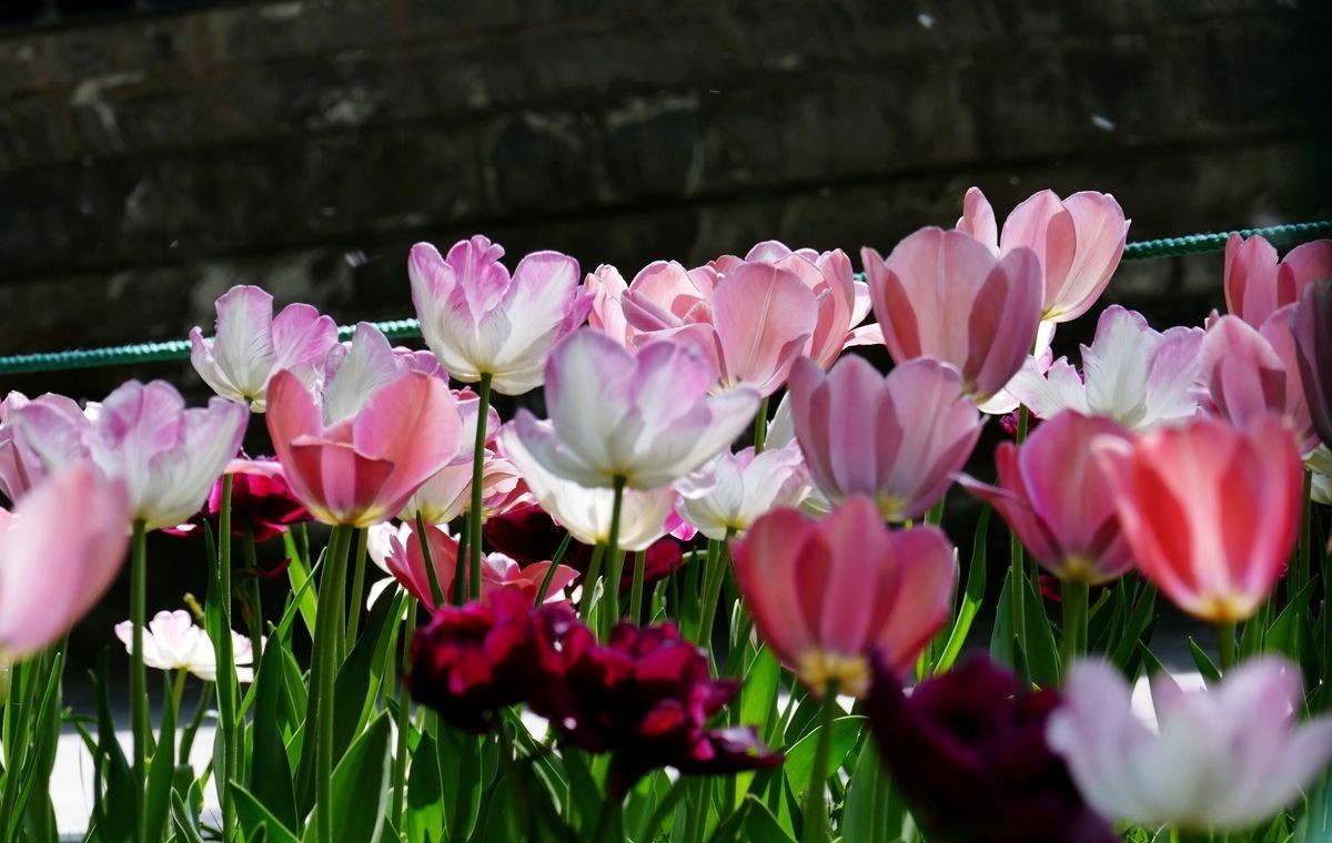 中山公园郁金香【一】