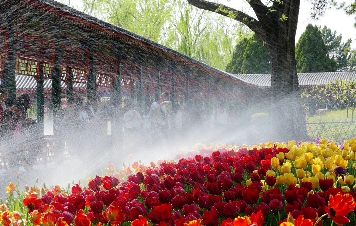 中山公园郁金香【一】