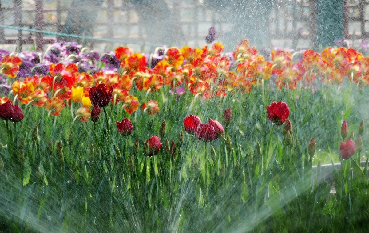 中山公园郁金香【一】