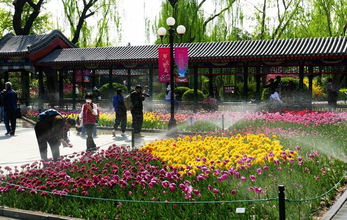 中山公园郁金香【一】