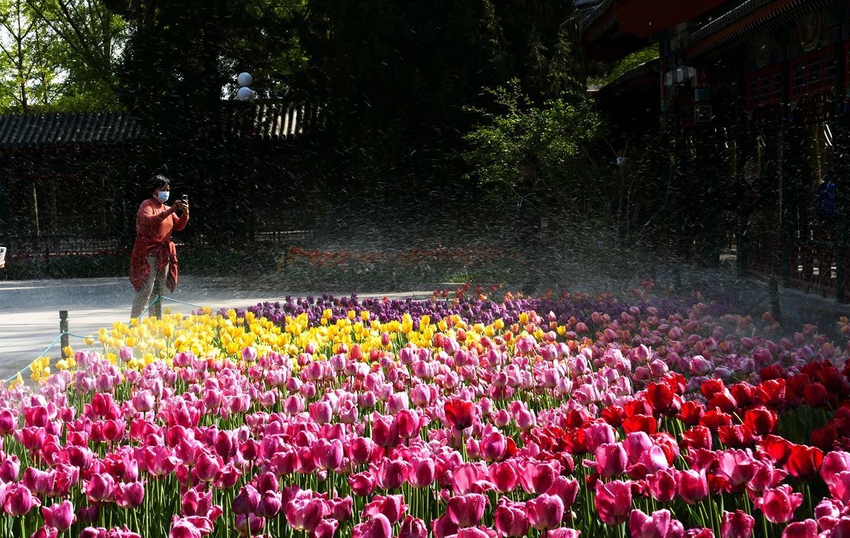 中山公园郁金香【一】