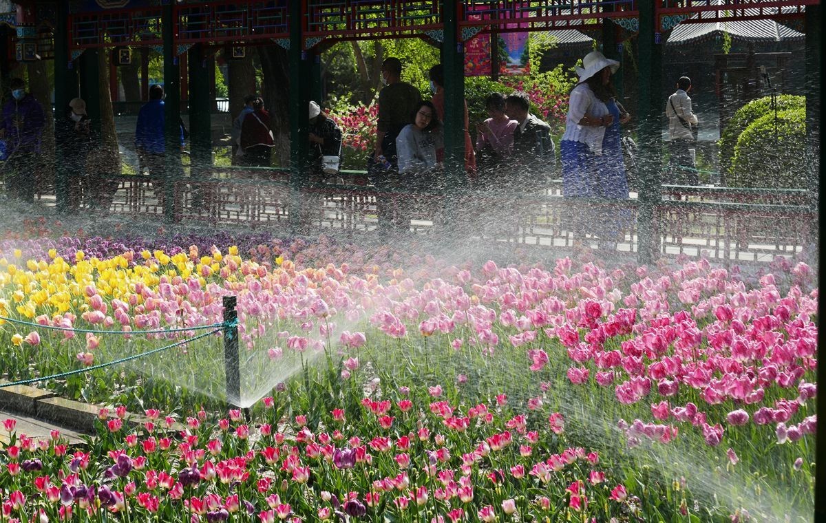 中山公园郁金香【一】