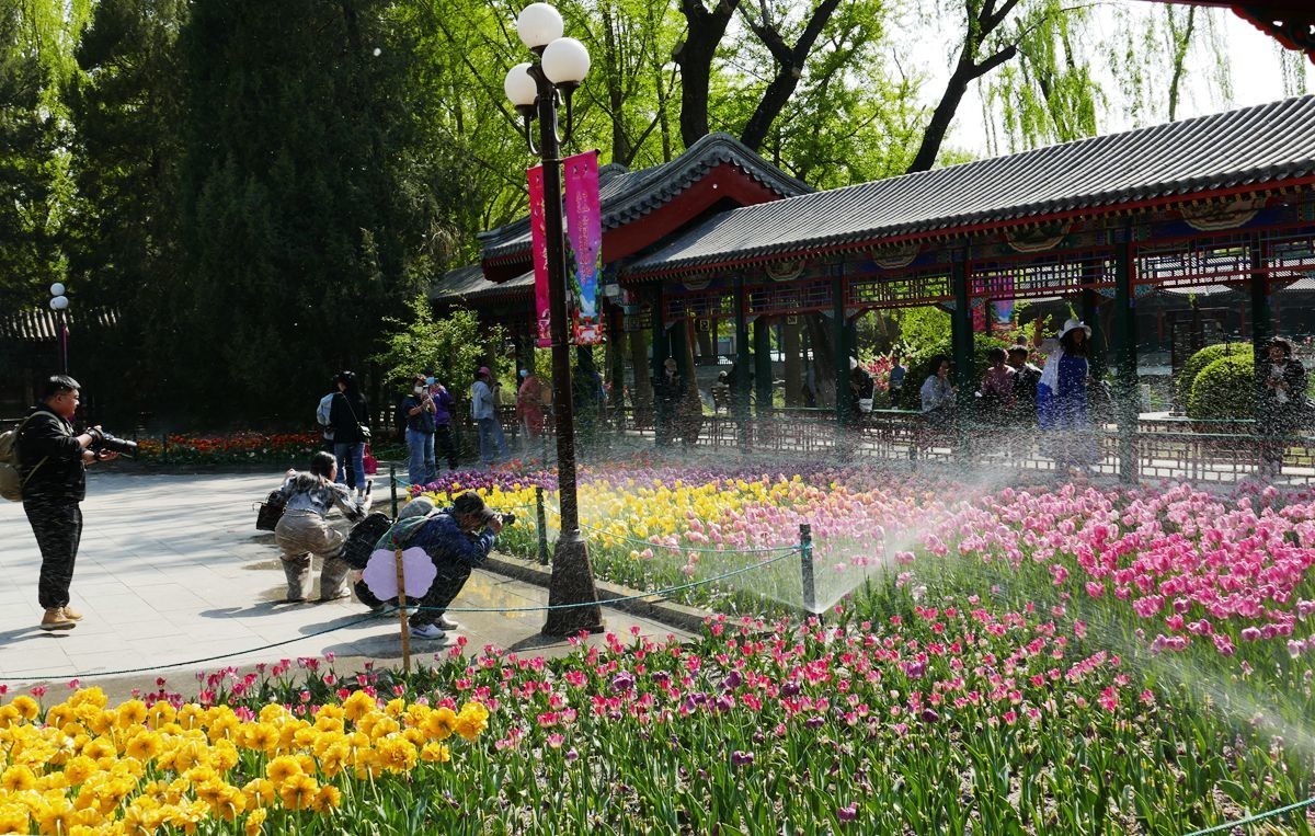 中山公园郁金香【一】