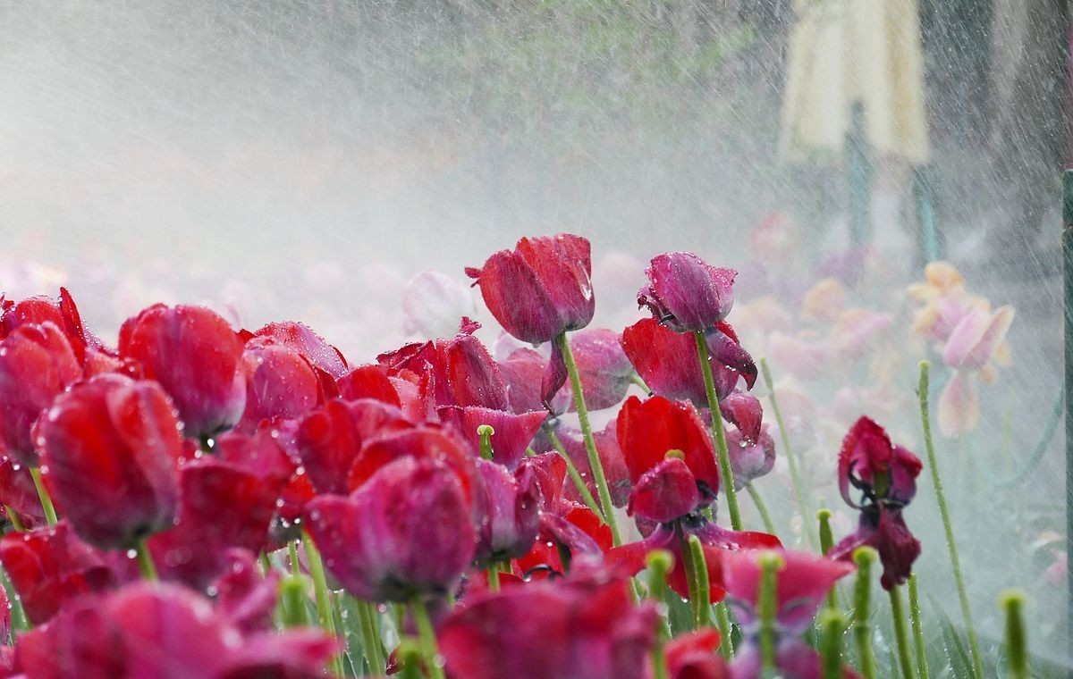 中山公园郁金香【一】