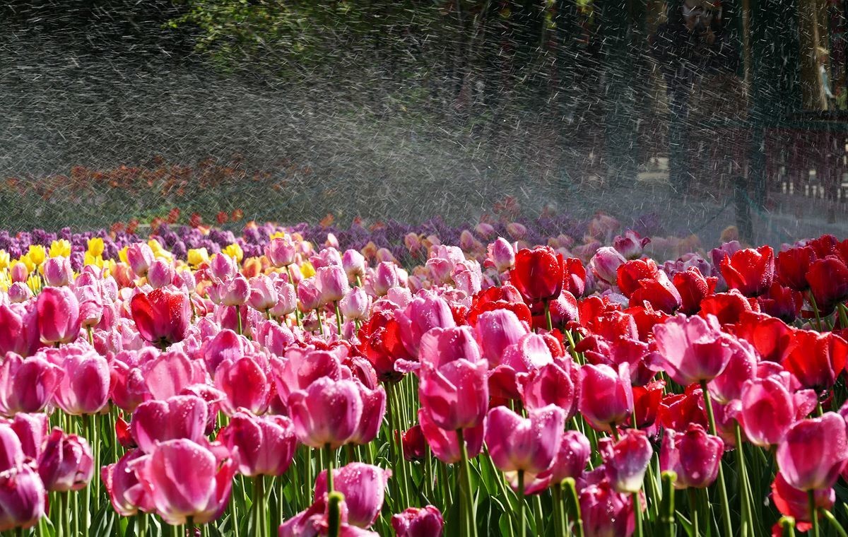 中山公园郁金香【一】