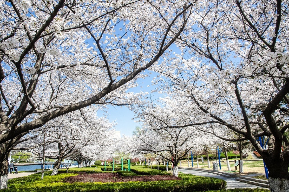 樱花绽放（六）