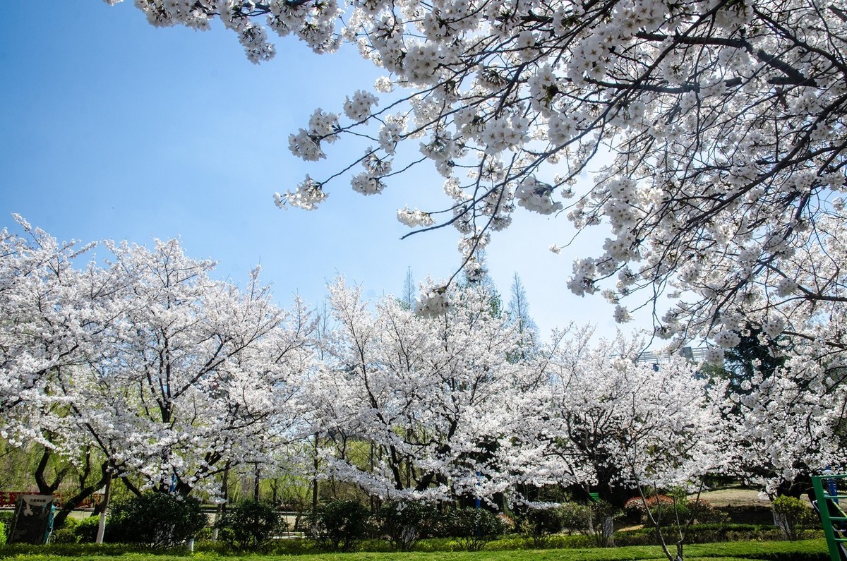 樱花绽放（六）