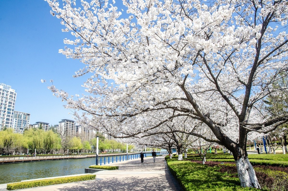 樱花绽放（六）