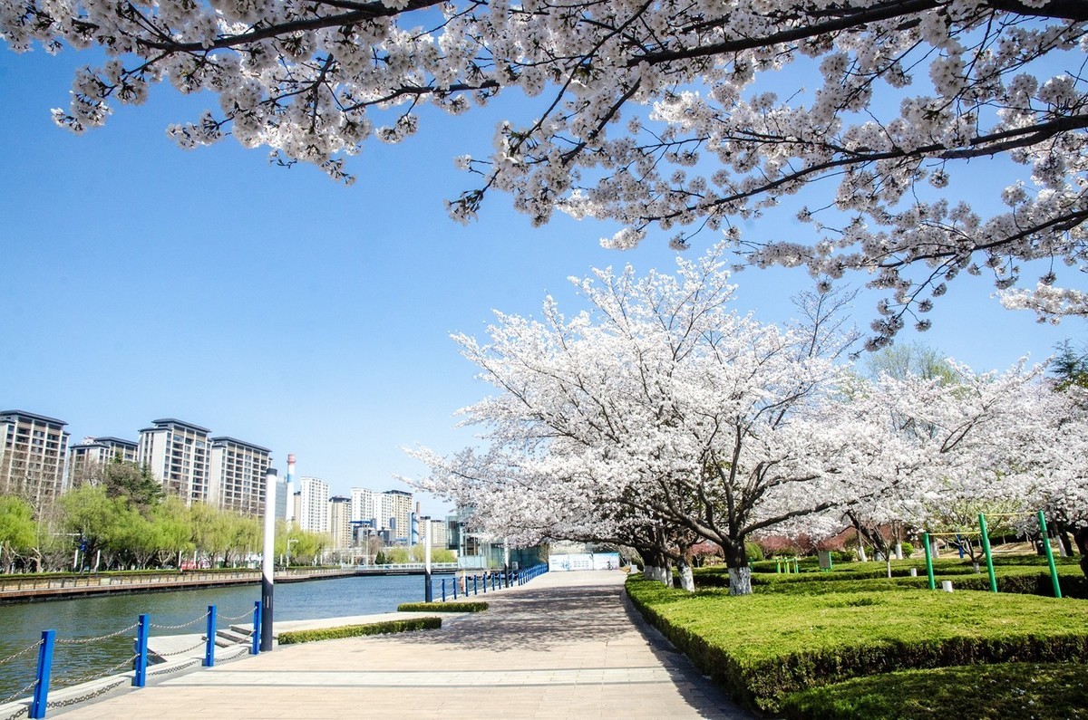 樱花绽放（六）