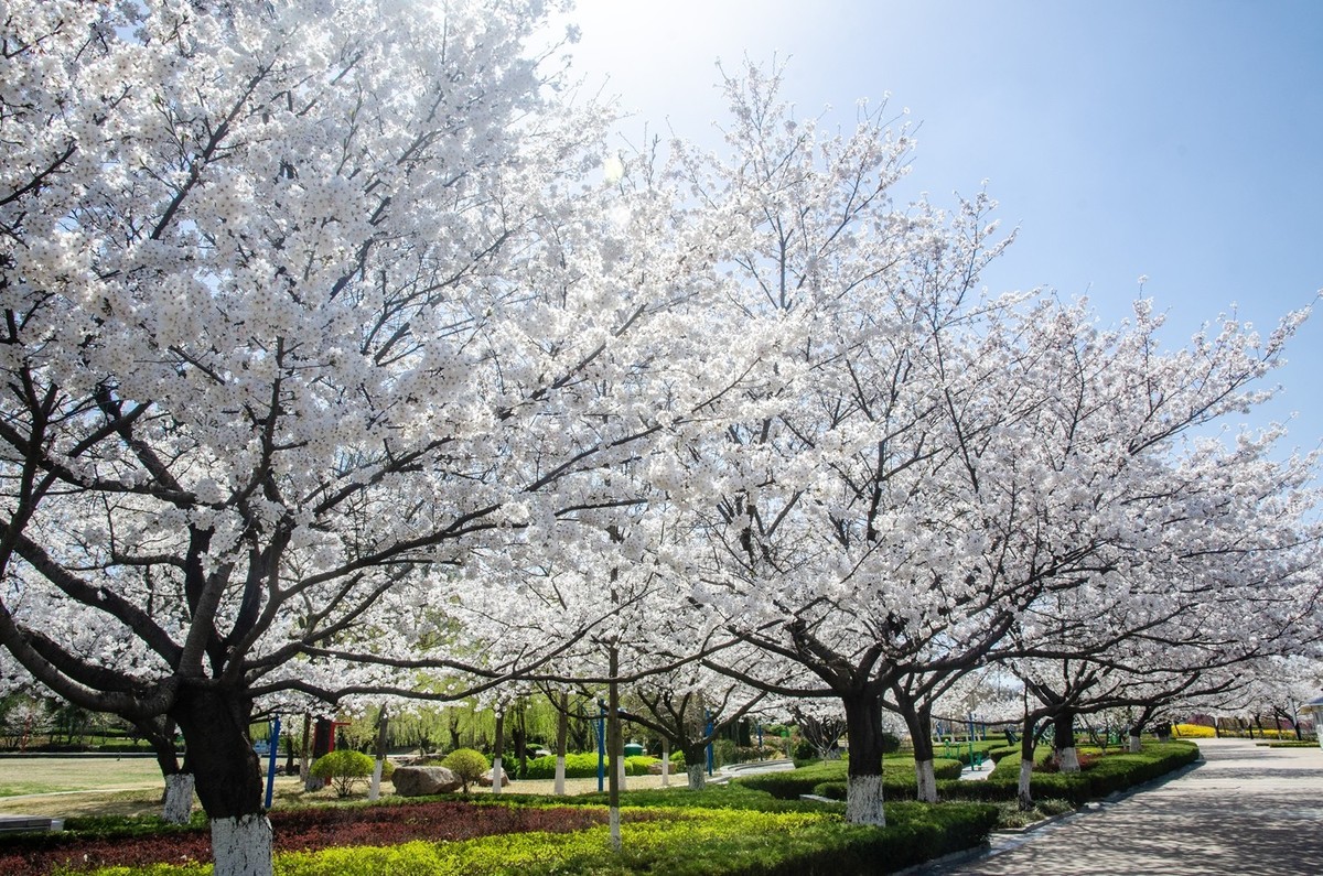 樱花绽放（六）