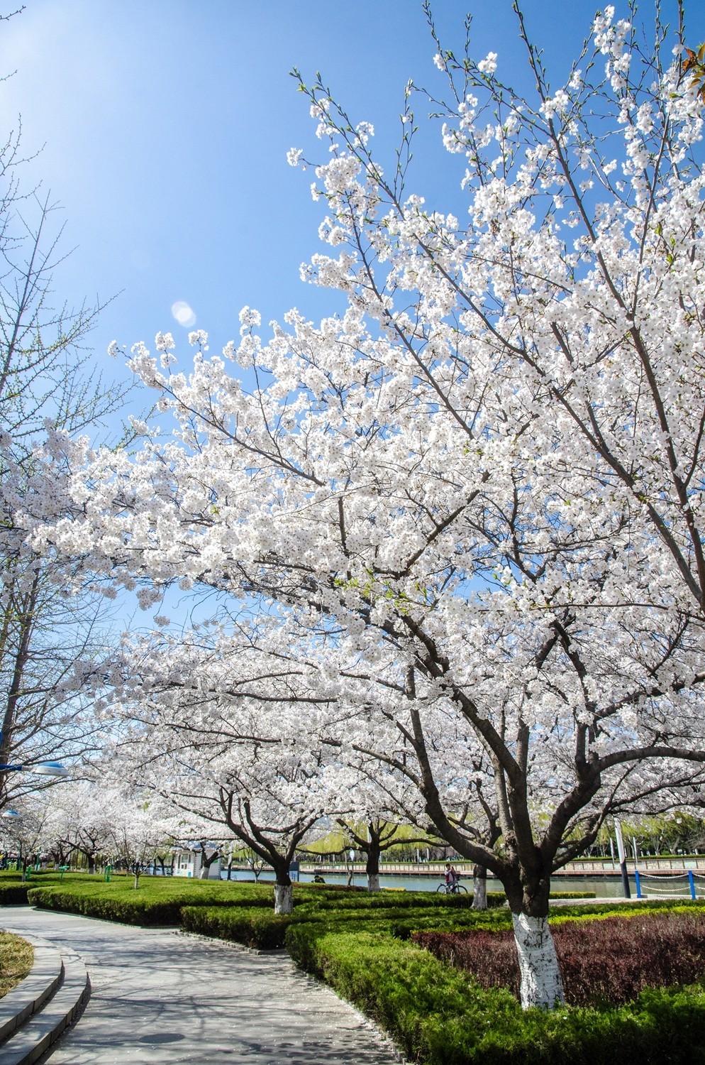 樱花绽放（六）