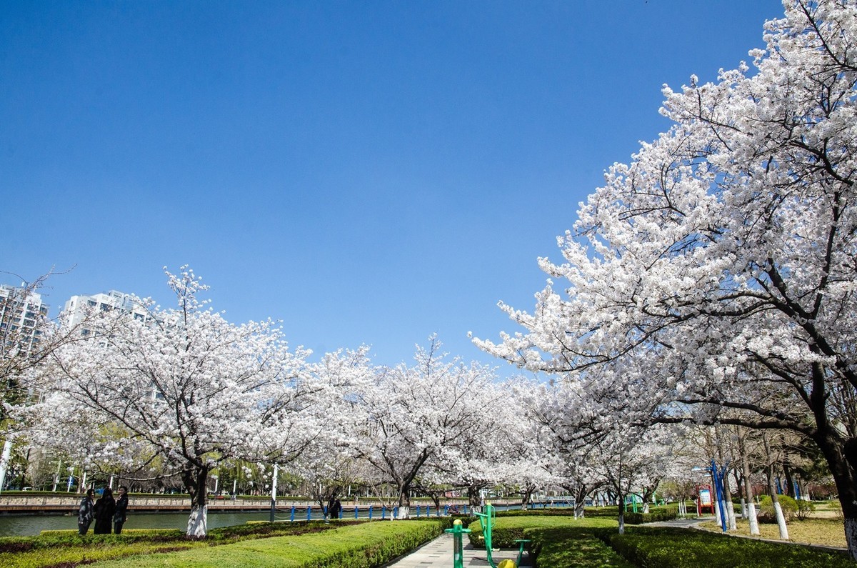 樱花绽放（六）