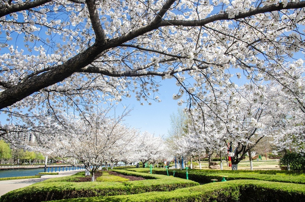 樱花绽放（六）