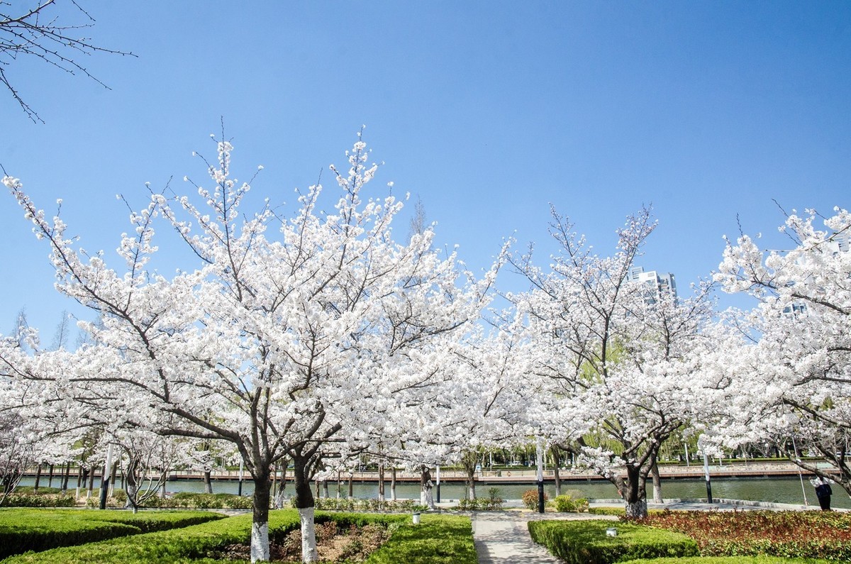 樱花绽放（六）