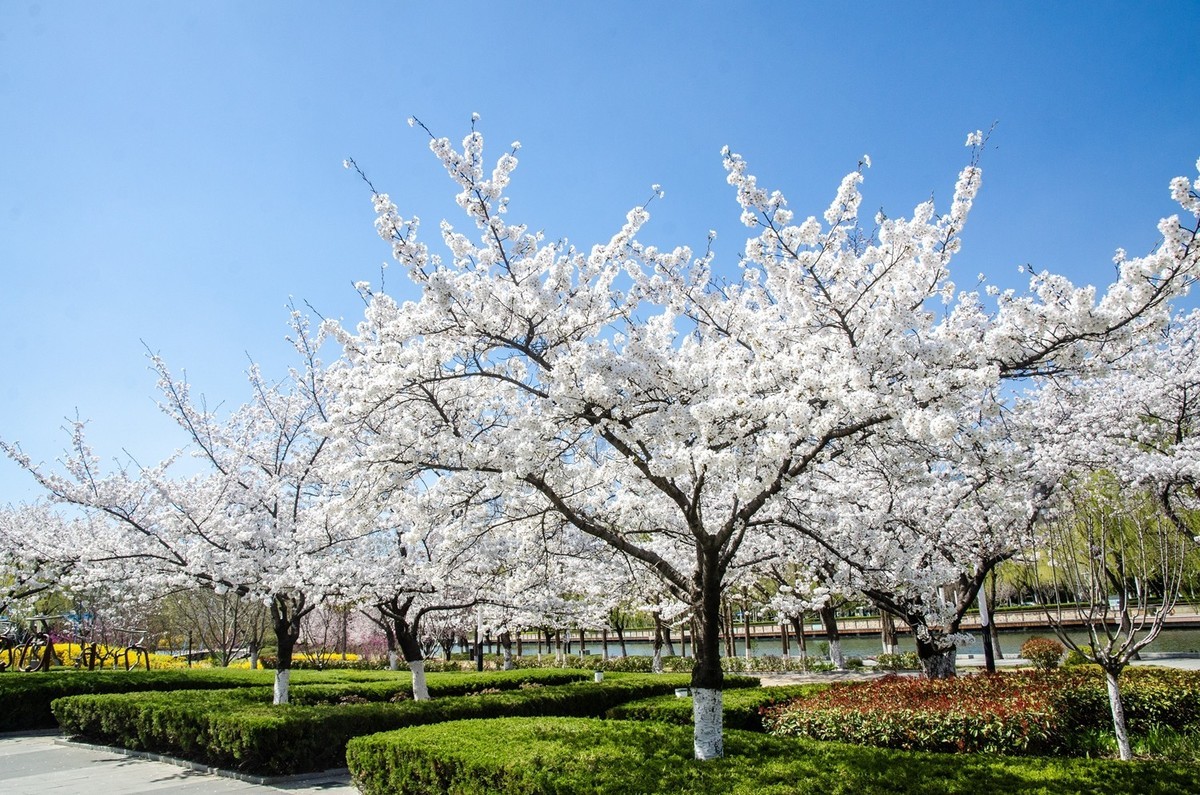 樱花绽放（六）