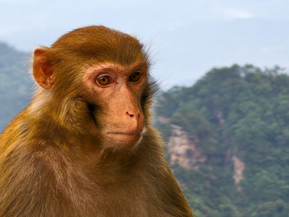 张家界     武陵源之黄石寨（4）