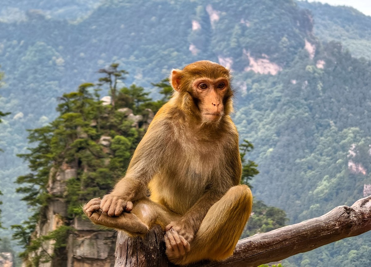 张家界     武陵源之黄石寨（4）