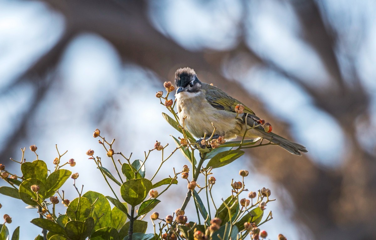 白头鹎（二十二）