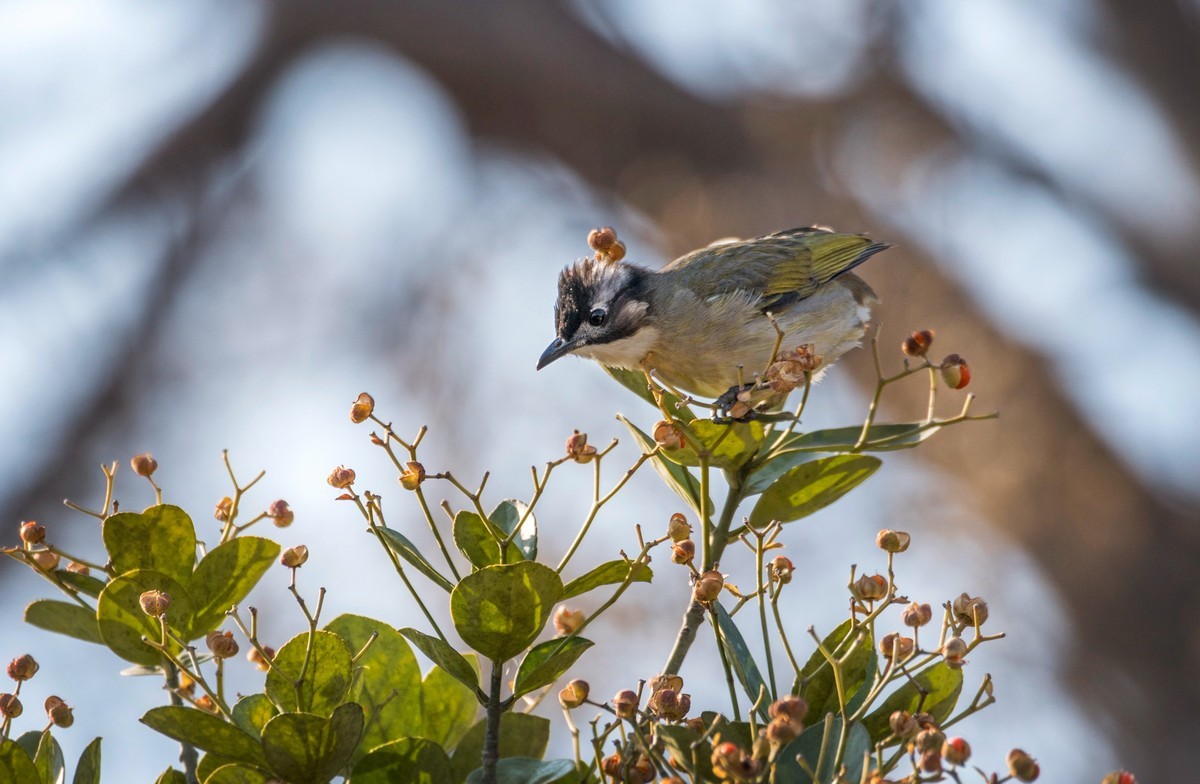 白头鹎（二十二）