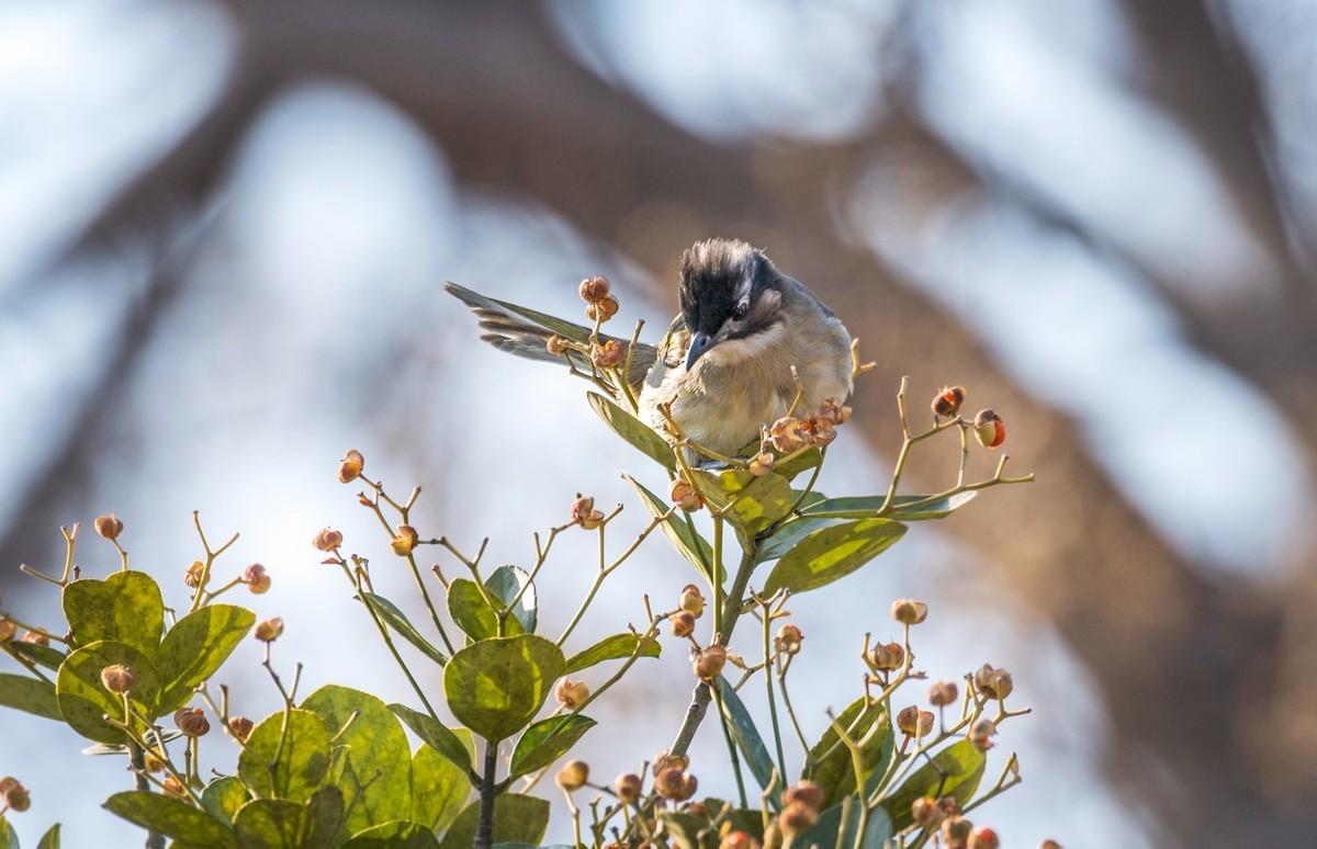 白头鹎（二十二）