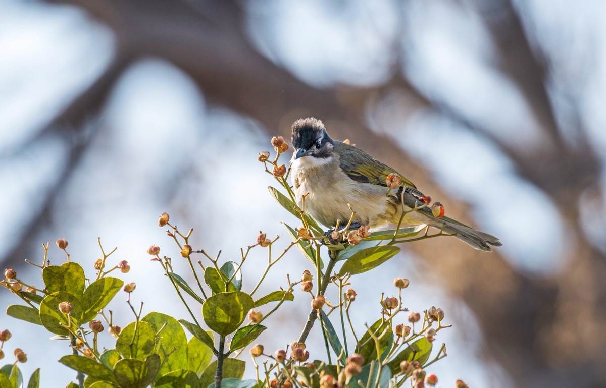 白头鹎（二十二）