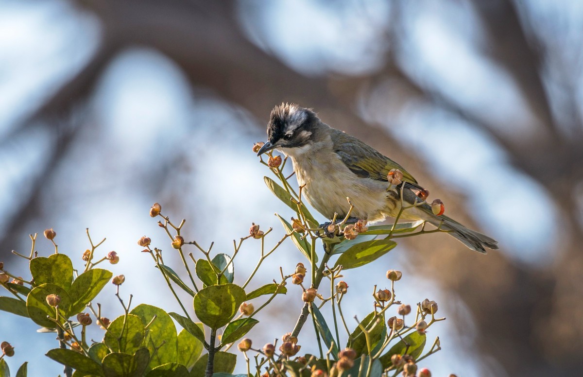 白头鹎（二十二）