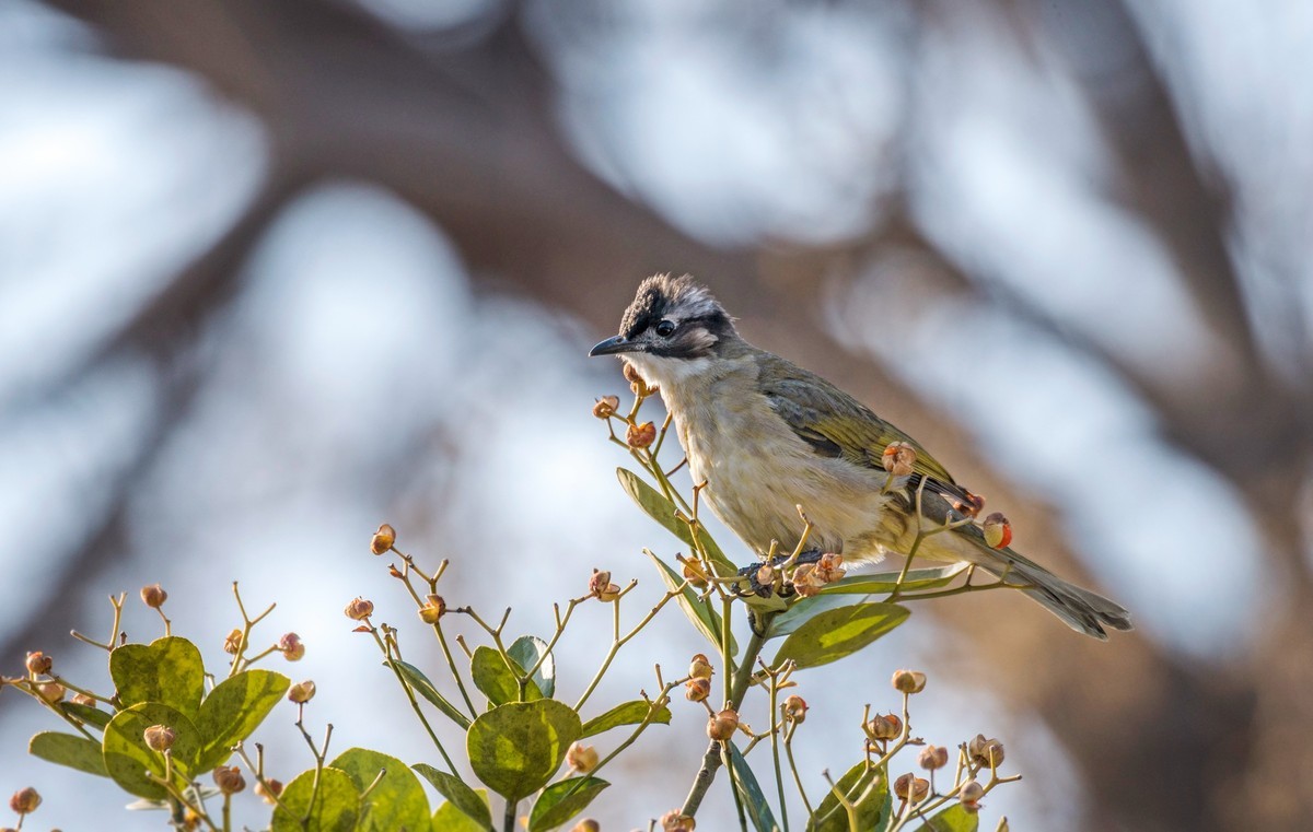 白头鹎（二十二）