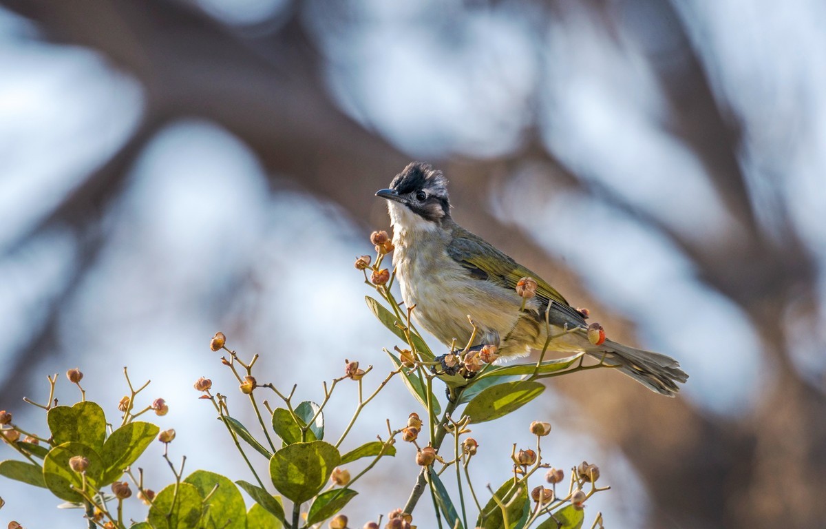 白头鹎（二十二）