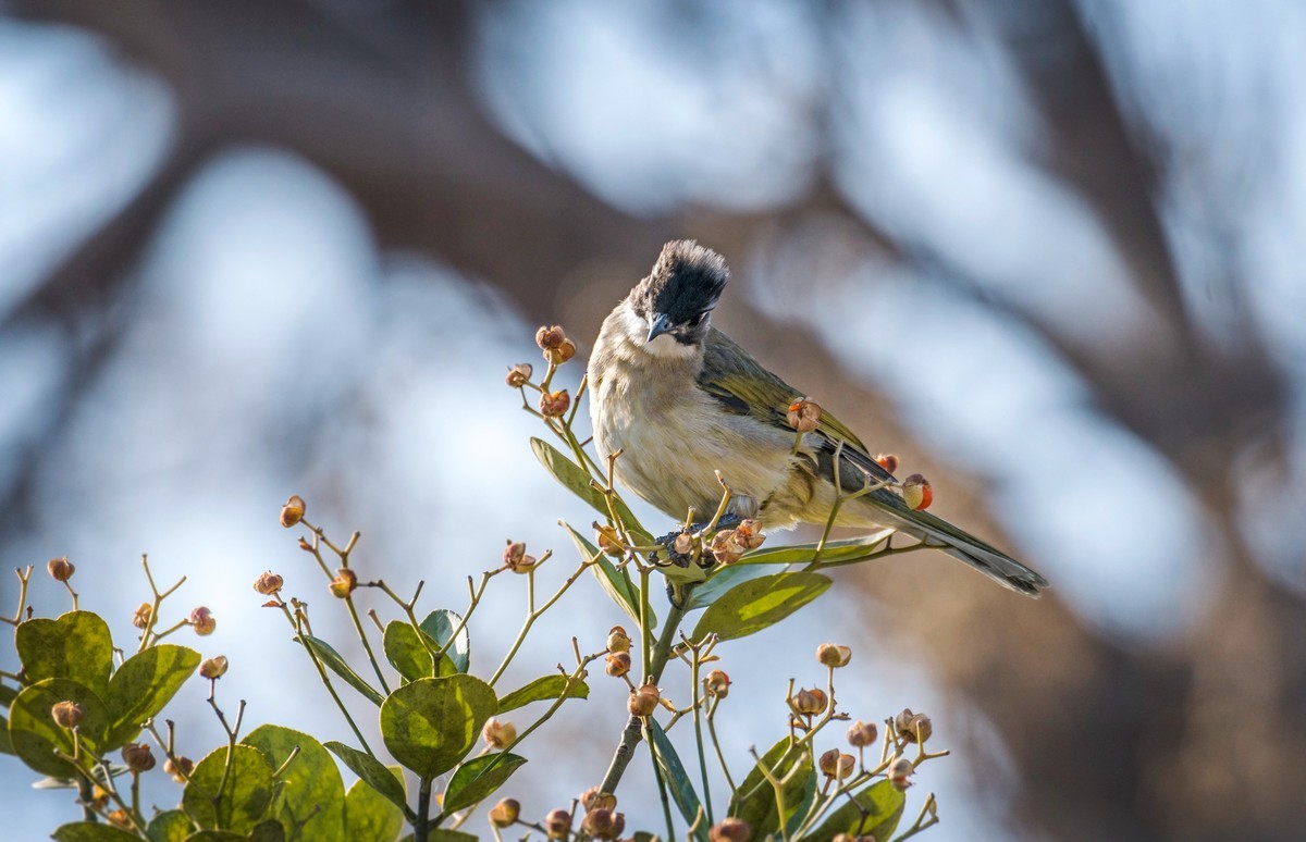 白头鹎（二十二）