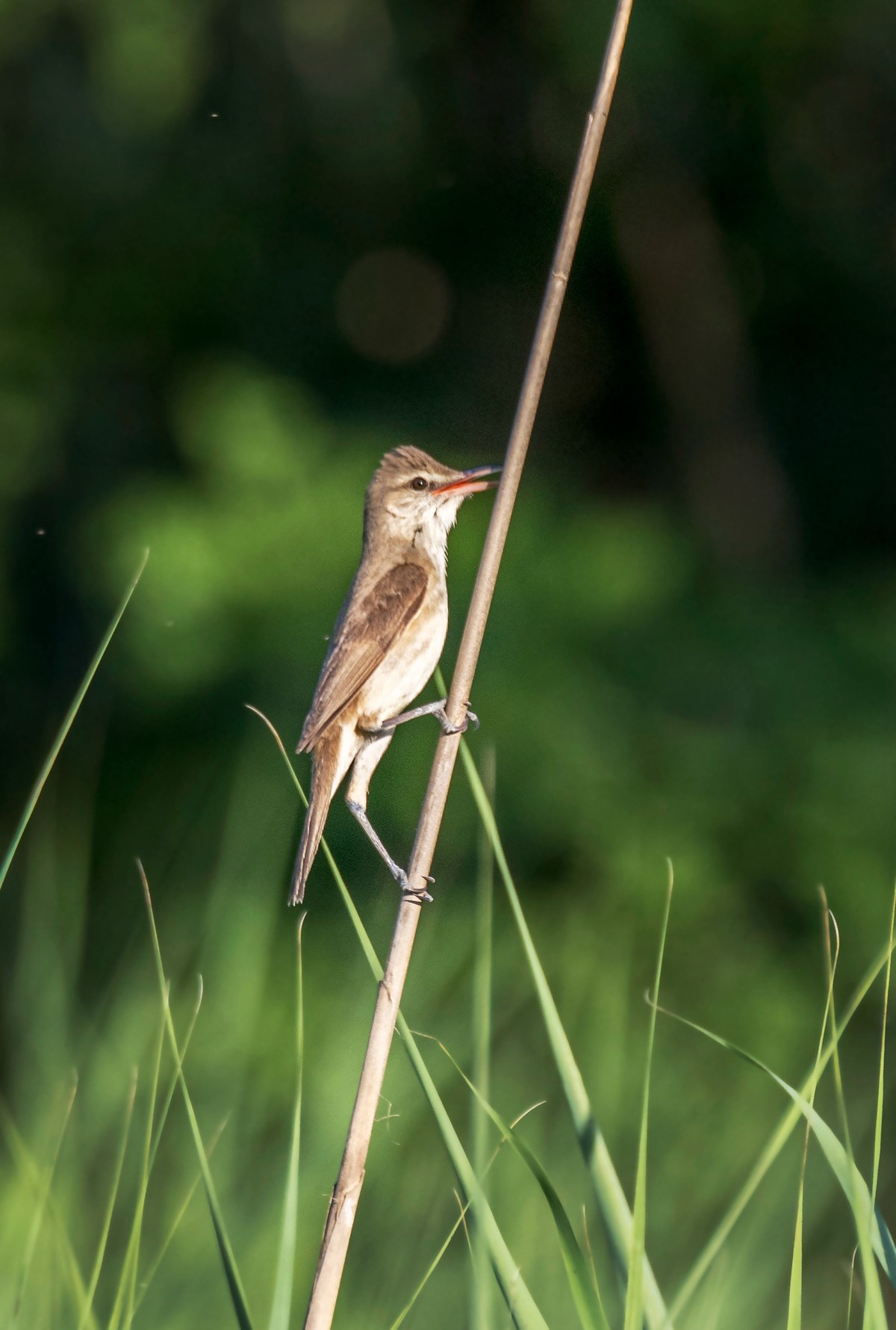 爱唱歌的大苇莺（九）