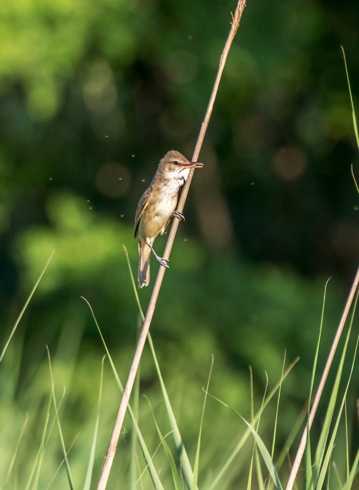爱唱歌的大苇莺（九）
