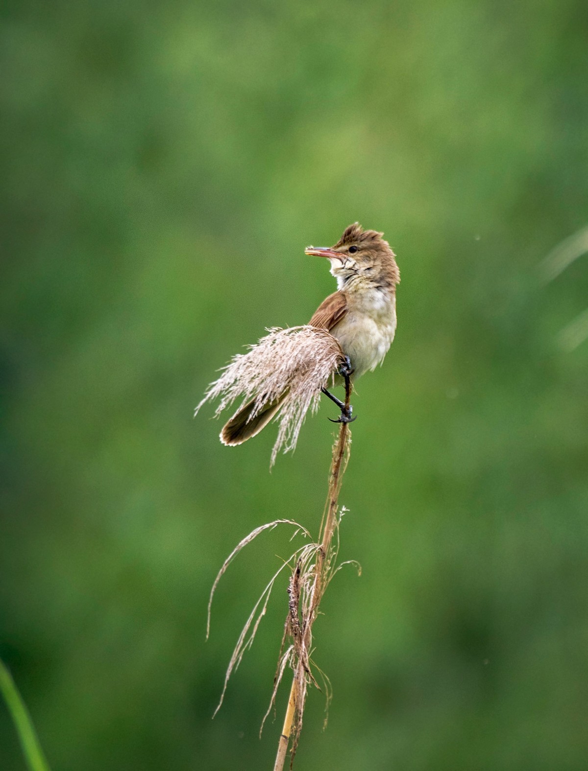 爱唱歌的大苇莺（九）