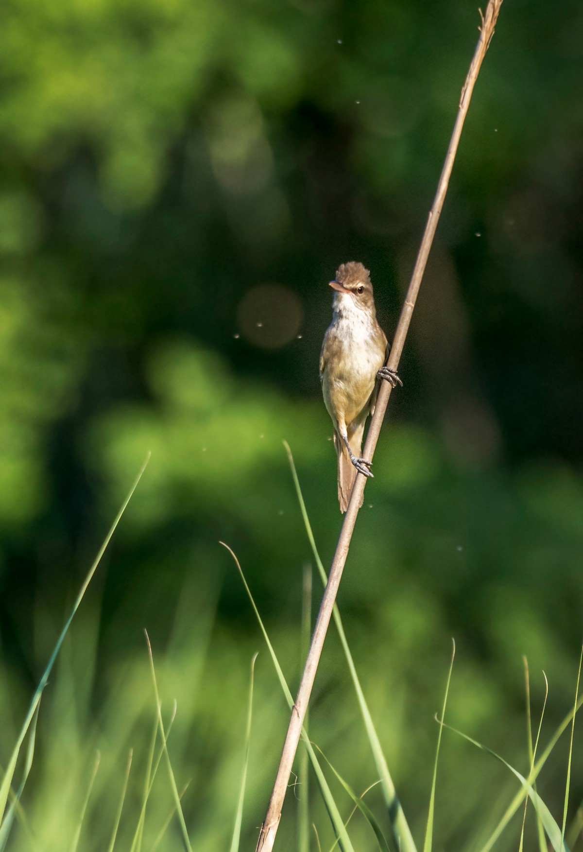 爱唱歌的大苇莺（九）