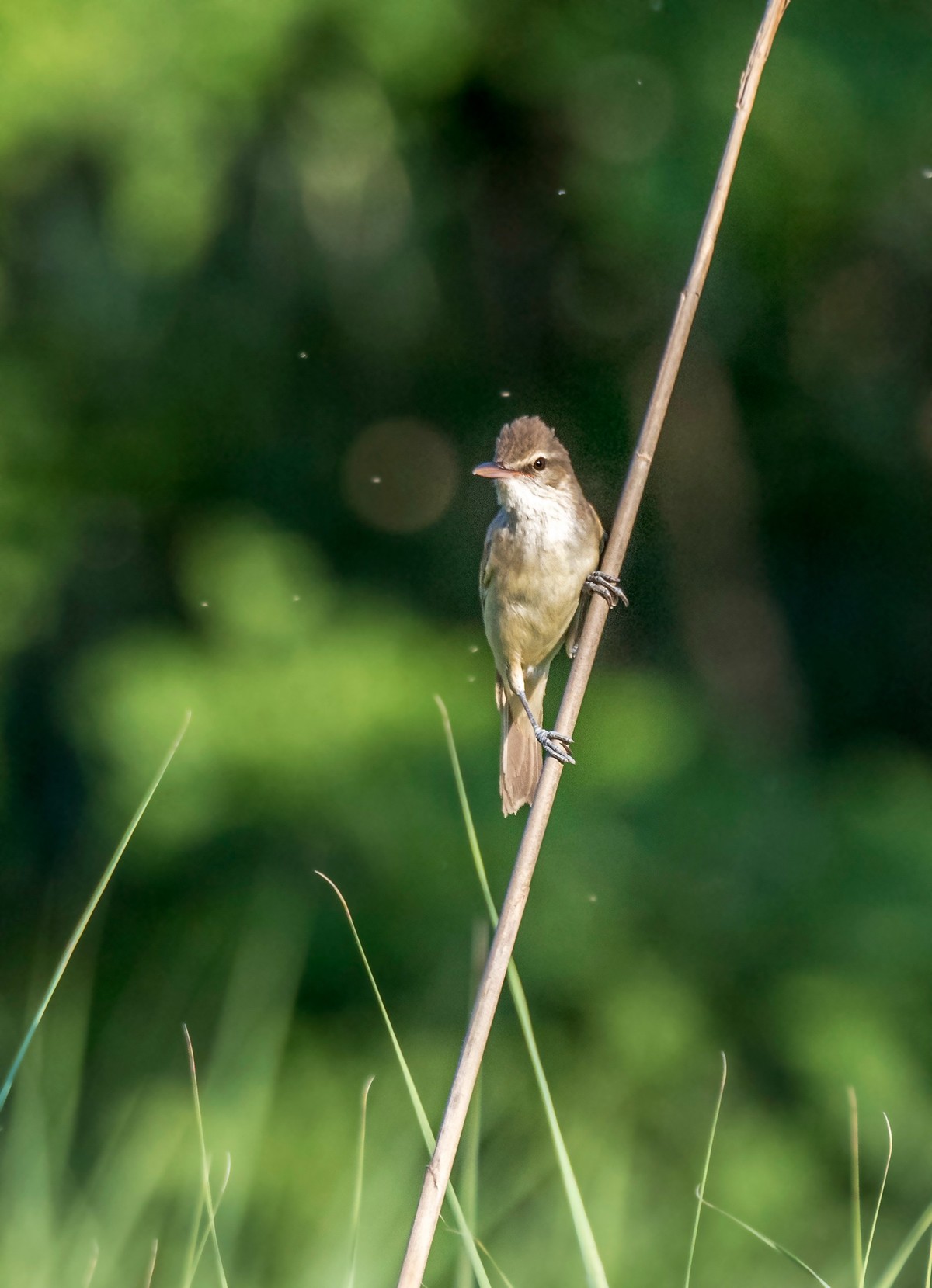 爱唱歌的大苇莺（九）