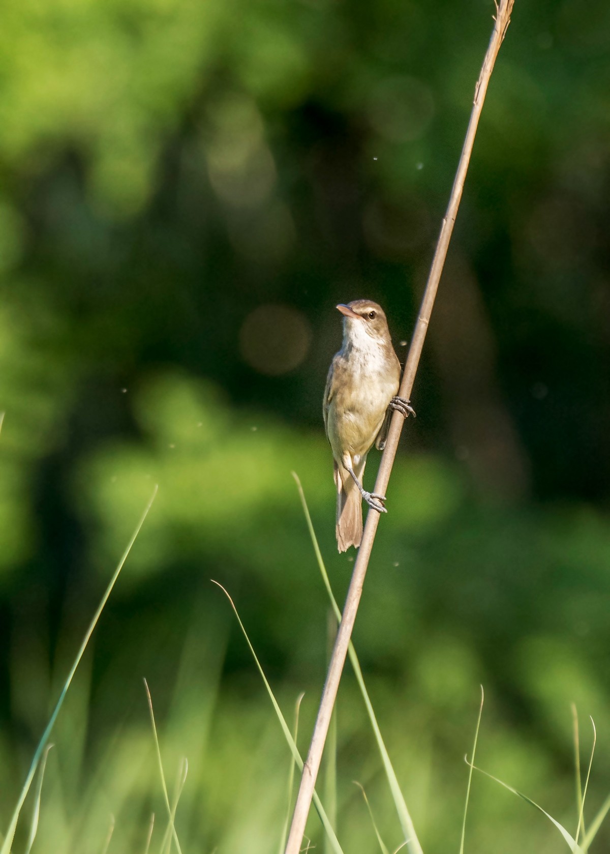 爱唱歌的大苇莺（九）