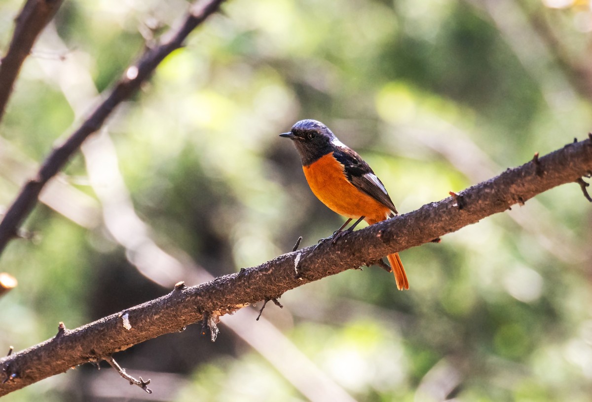 北红尾鸲（四十一）