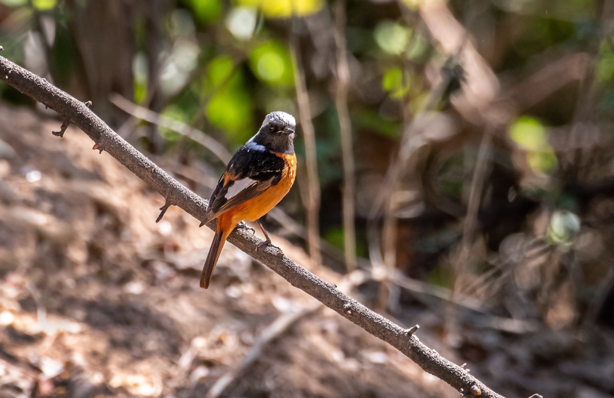 北红尾鸲（四十一）