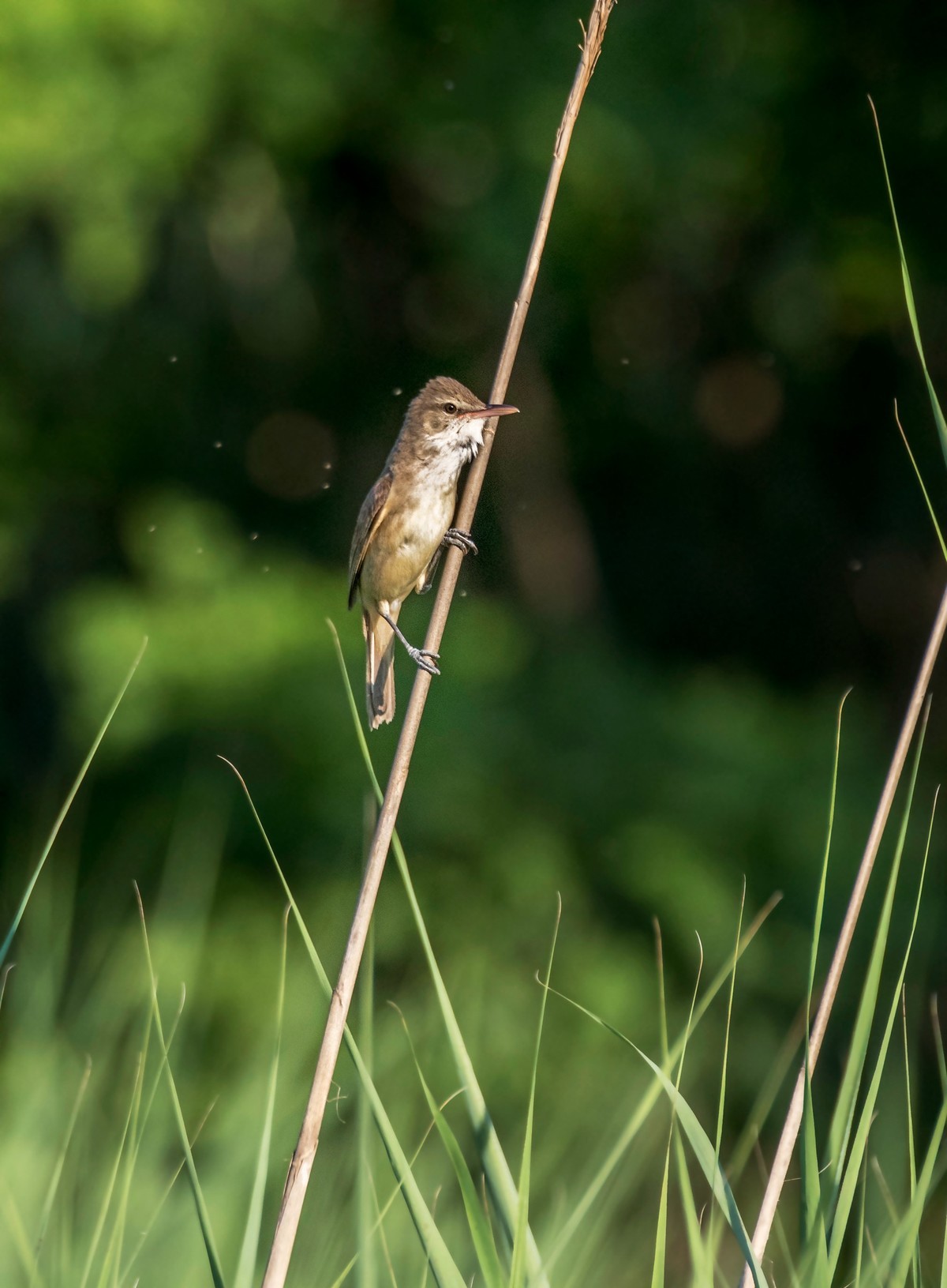 爱唱歌的大苇莺（九）