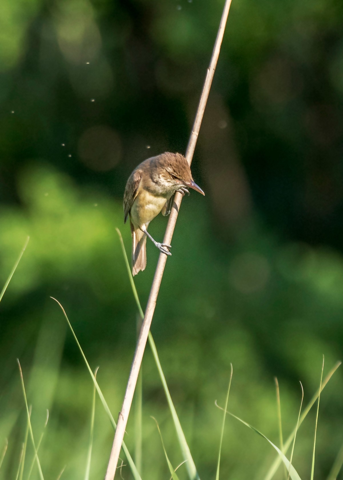 爱唱歌的大苇莺（九）