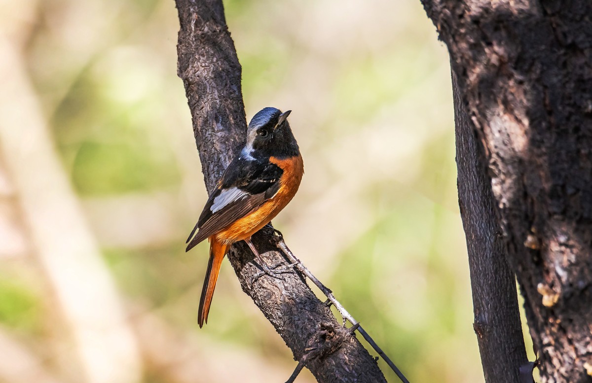 北红尾鸲（四十一）