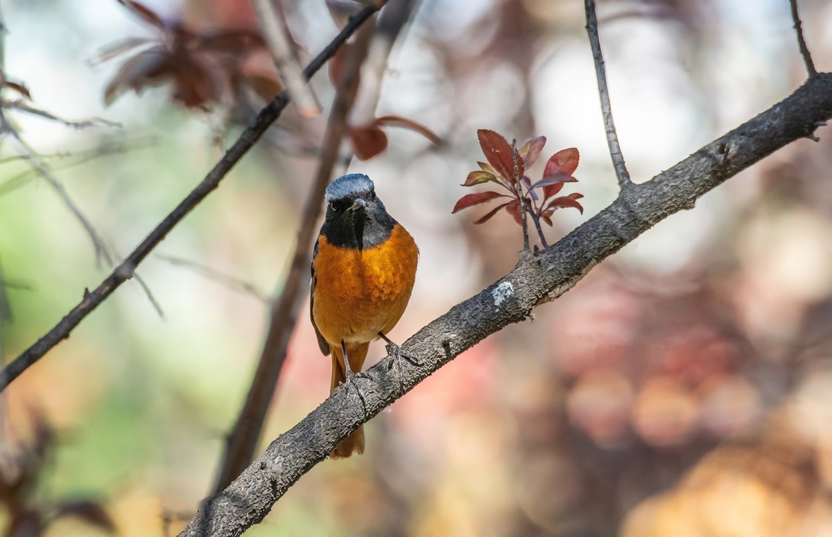 北红尾鸲（四十一）