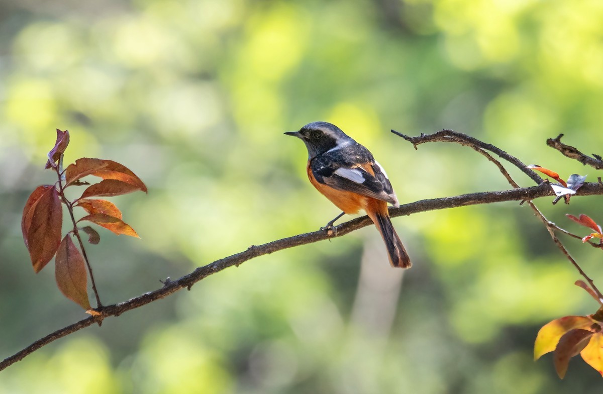 北红尾鸲（四十一）